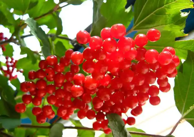 五味子：小小漿果，養(yǎng)生瑰寶